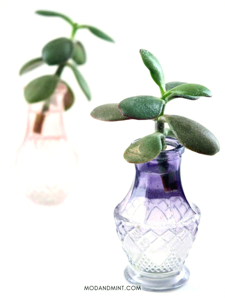 Two small pastel vases propagating jade plant cuttings in water.