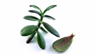 Jade plant stem and leaf cuttings.