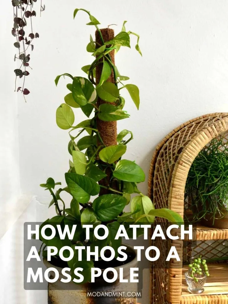 How to Attach Pothos to Moss Pole: Easy Steps for Lush Growth