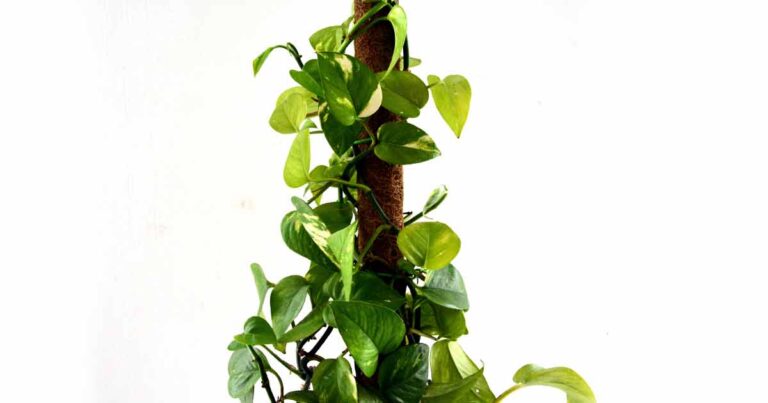 Top of a Epipremnum aureum pothos plant on a moss pole.