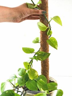 How To Grow Pothos Plants On A Moss Pole how-to-grow-pothos-plants-on-a-moss-pole
