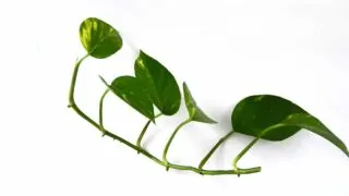 Pothos propagation stem cutting.