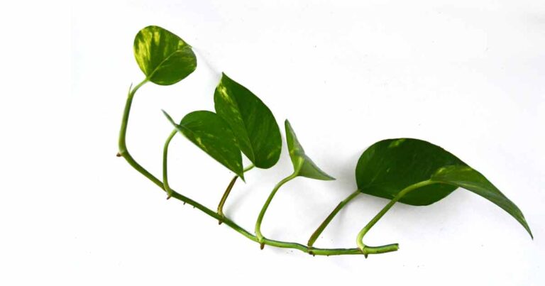 Pothos propagation stem cutting.