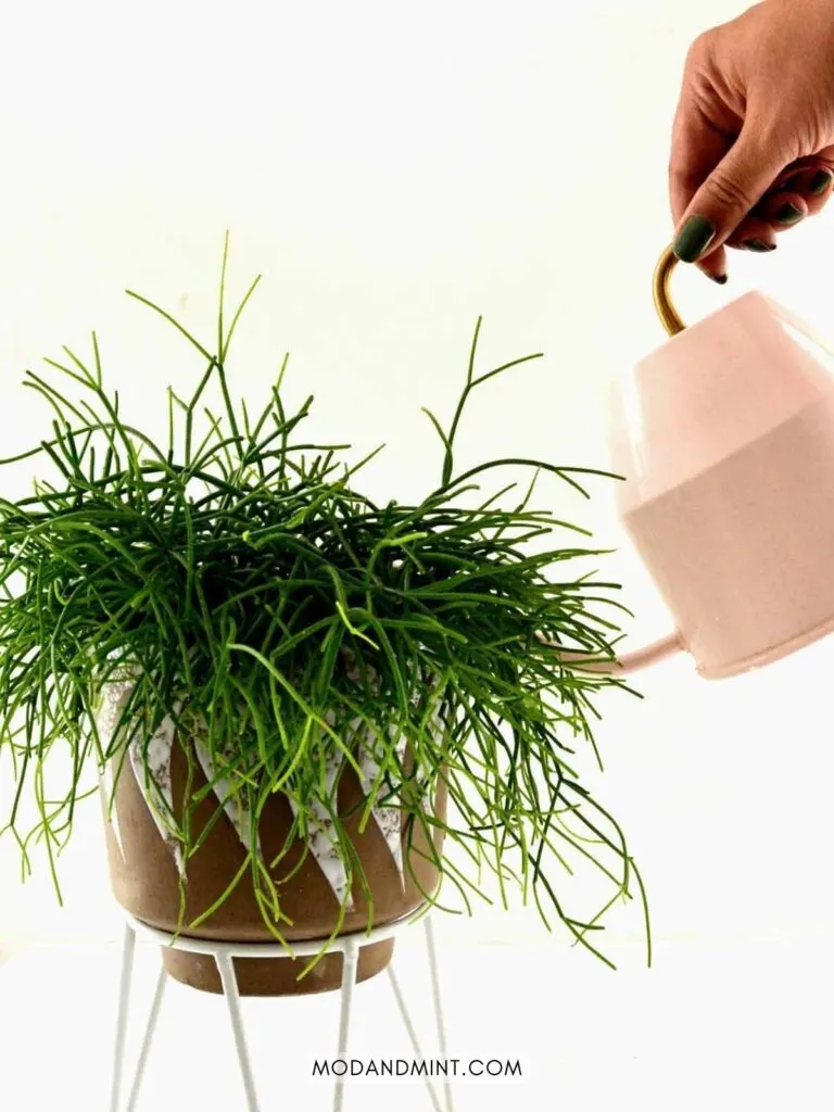 indoor rhipsalis plant being watered from a pink watering can.
