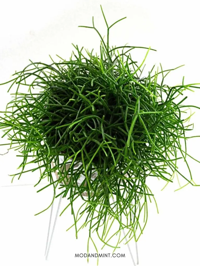 Top view of lush, green rhipsalis plant.