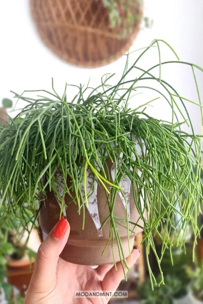 Hand holding up a Rhipsalis plant in front of an indoor plant corner.