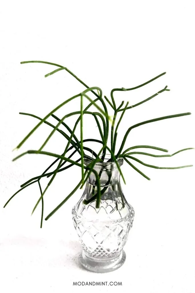 Rhipsalis cuttings propagating in water.