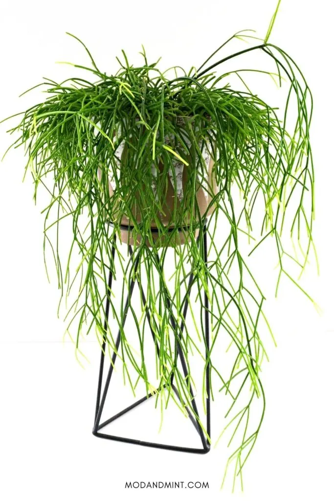 Large Rhisalis cashero cactus plant on a plant stand.