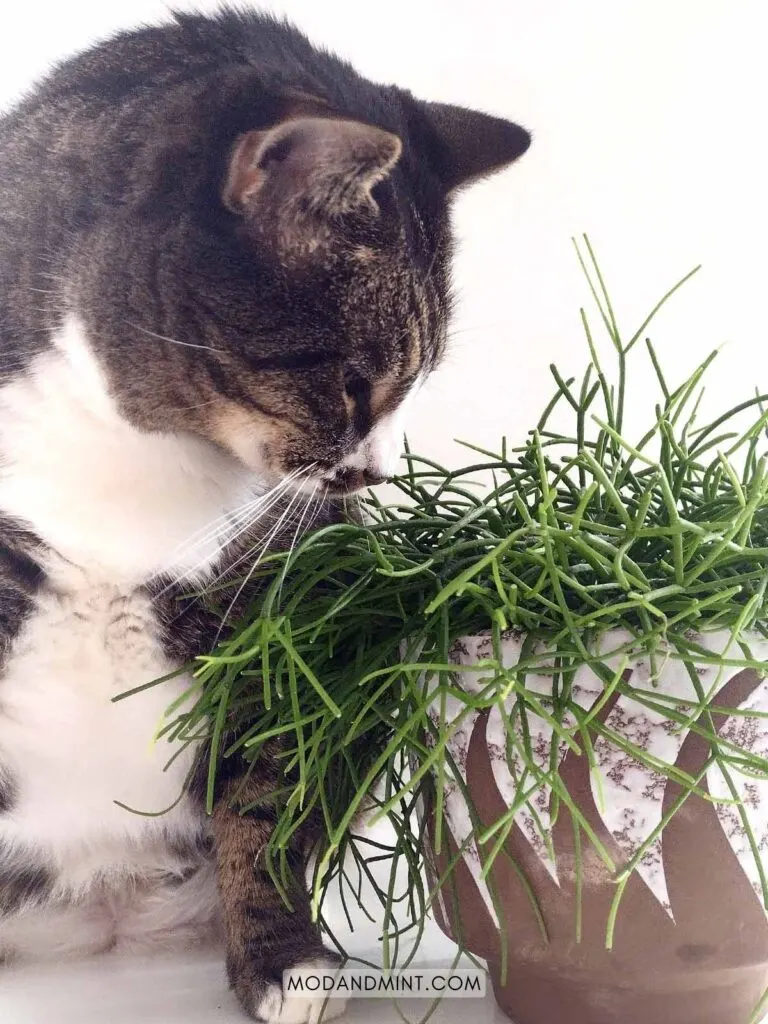 Cute cat sitting next to a Rhipsalis cashero mistletoe cactus. 