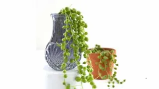 Sting of pearls cuttings in small purple vase being propagated in water and cuttings in small clay pot propagated in soil.