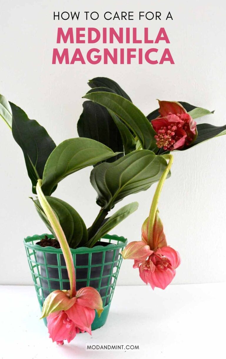Medinilla Magnifica Care — How I Keep My Rose Grape Plant Happy