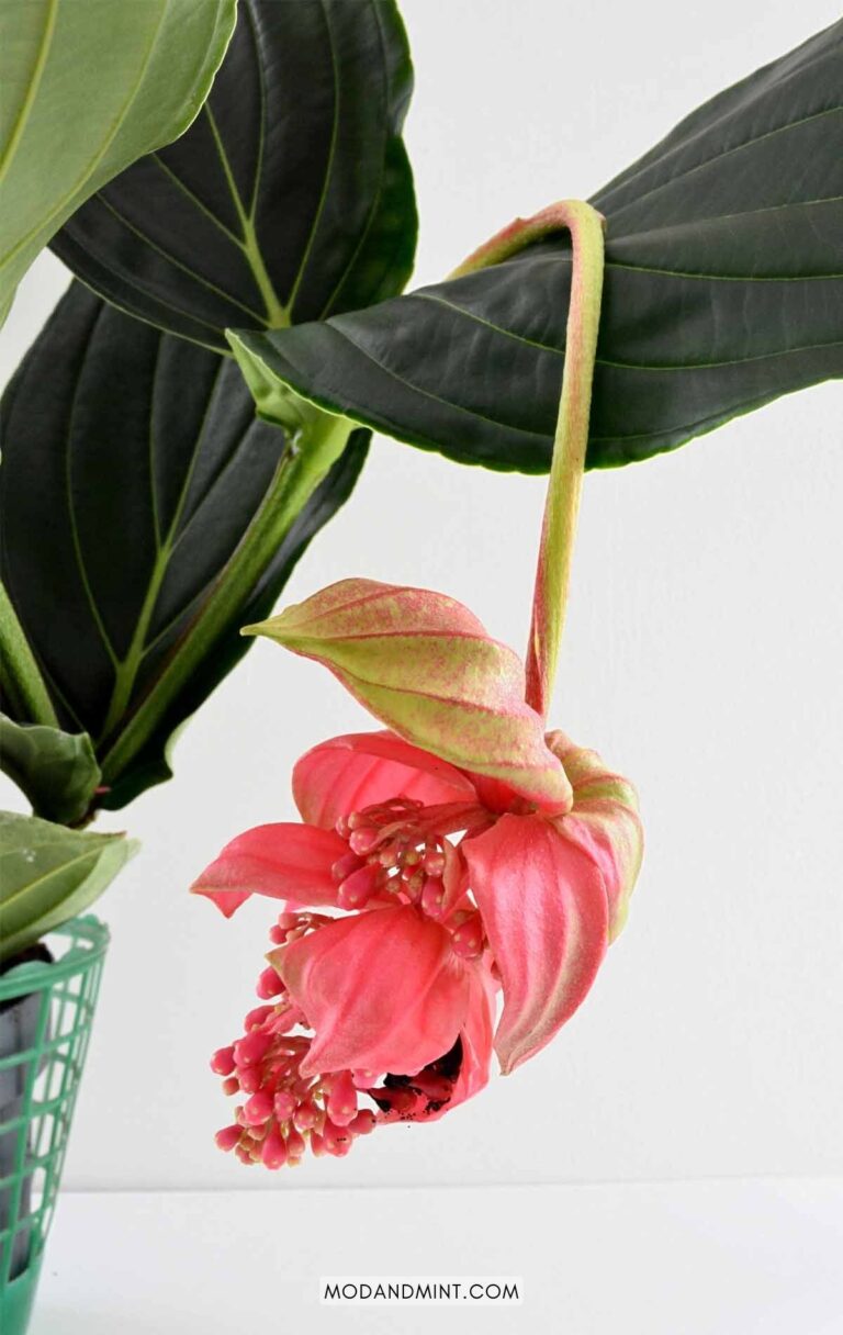 Medinilla Magnifica Care — How I Keep My Rose Grape Plant Happy