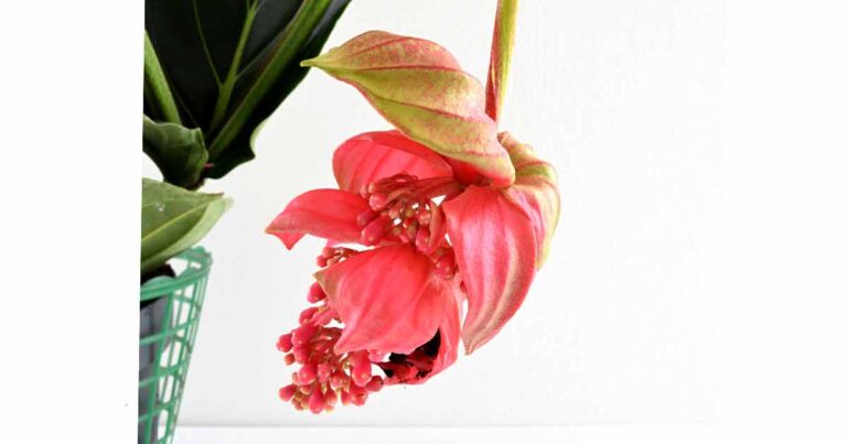 Close up of hanging pink flower of Medinilla Magnifica.