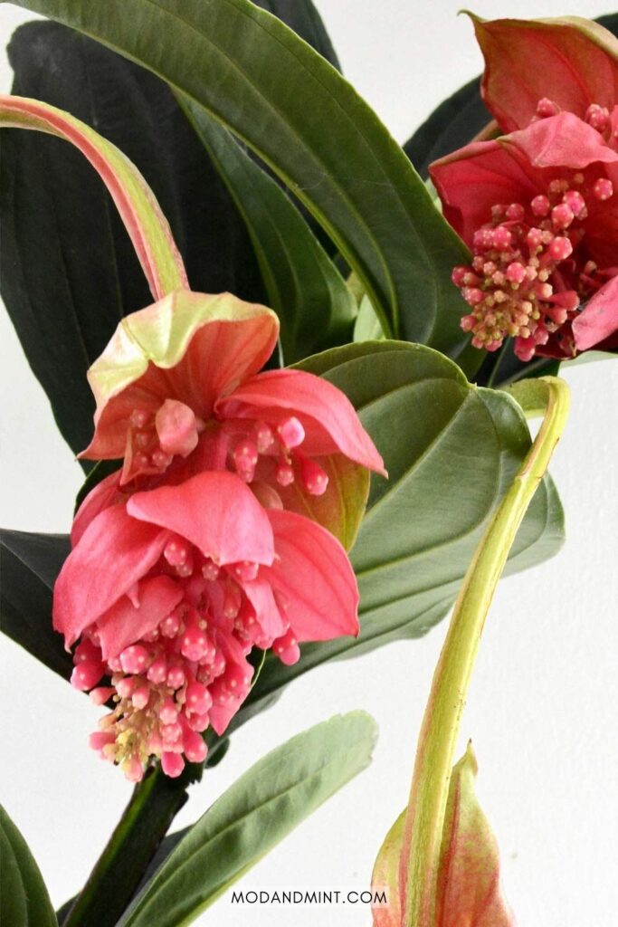 Large rose grape blooms on a Medinilla Magnifica plant.
