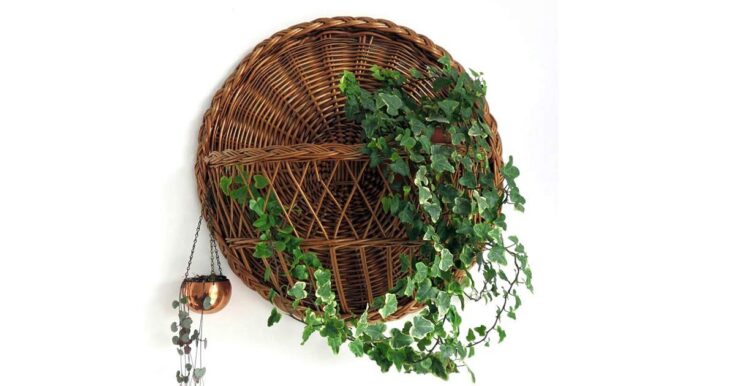 Large indoor English ivy plant hanging in round wicker wall basket.