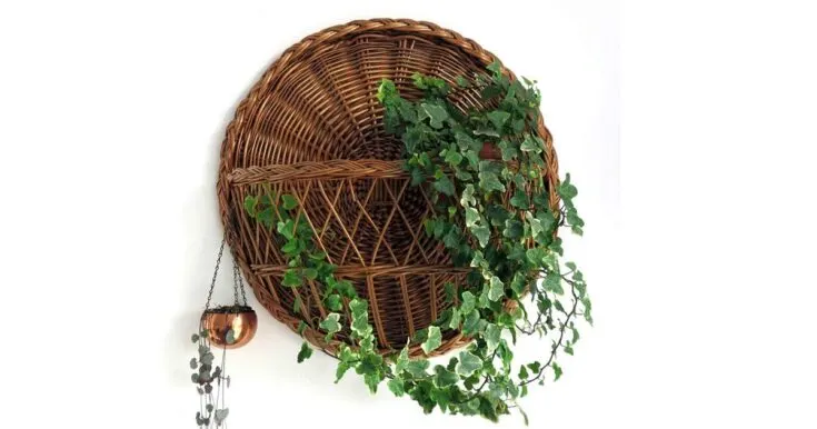 Large indoor English ivy plant hanging in round wicker wall basket.