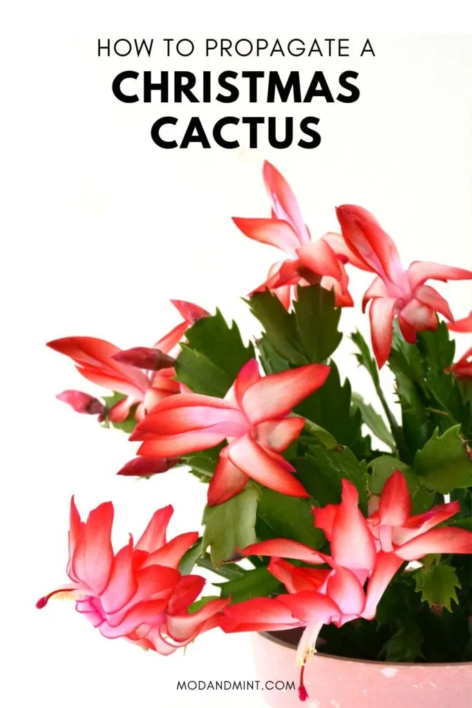 Holiday cactus blooming with red and white flowers. Text on picture: How to propagate a Christmas cactus. Mod and mint dot com.