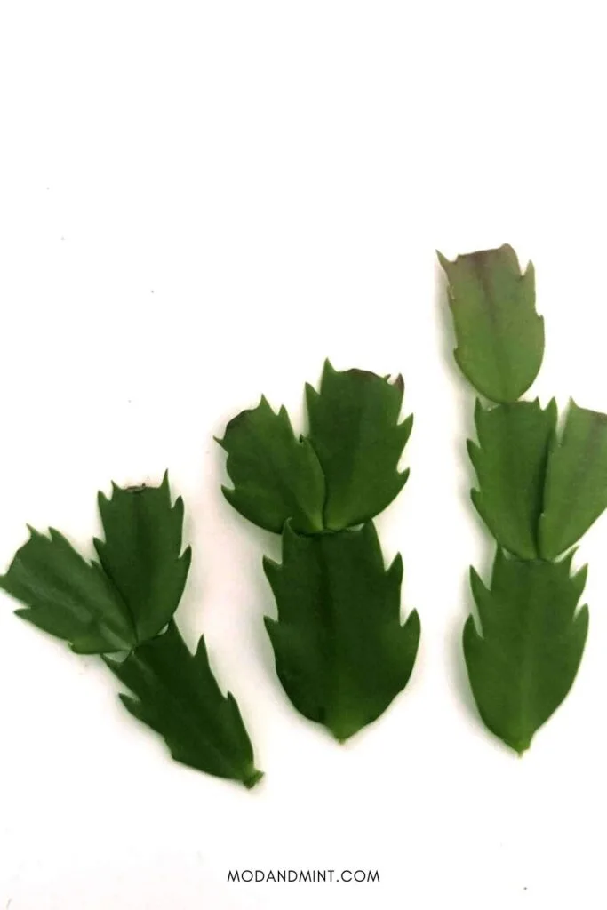 Three Thanksgiving cactus stem cuttings.