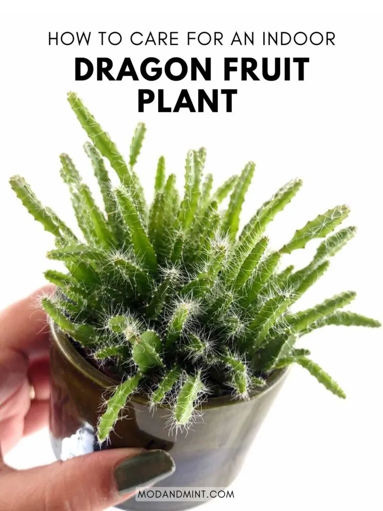 how to grow dragon fruit plants indoors - hylocereus undatus care