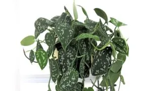 Large satin pothos plant.