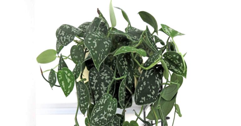 Large satin pothos plant.