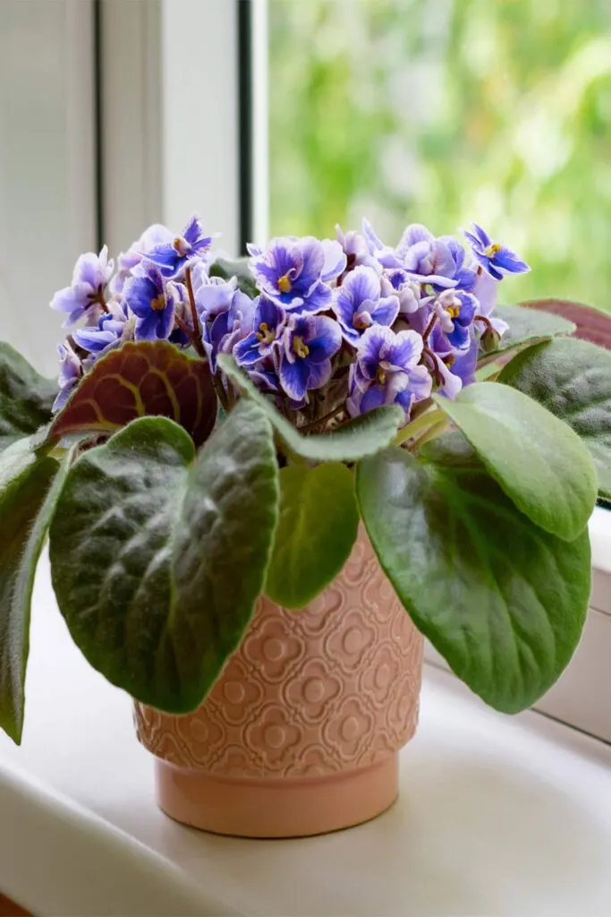 African violet plant growing purple flowers on sunny windowsill.