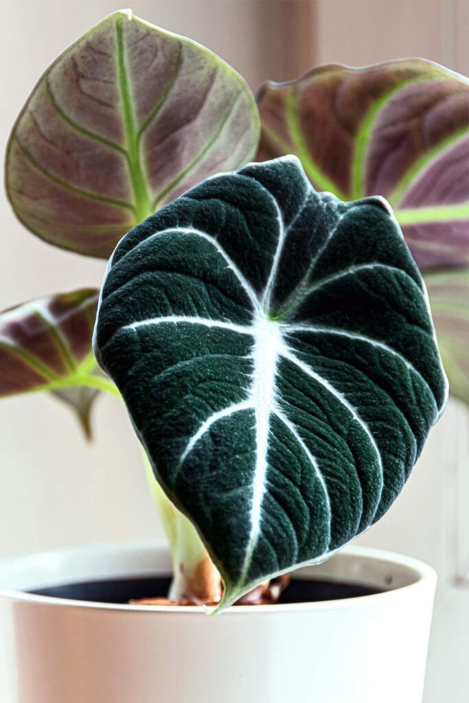 Alocasia reginula black velvet plant in white planter pot.