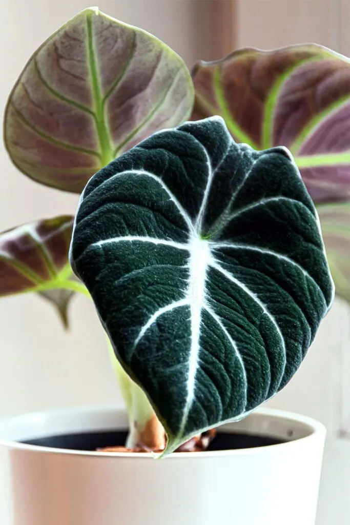 Alocasia reginula black velvet plant in white planter pot.