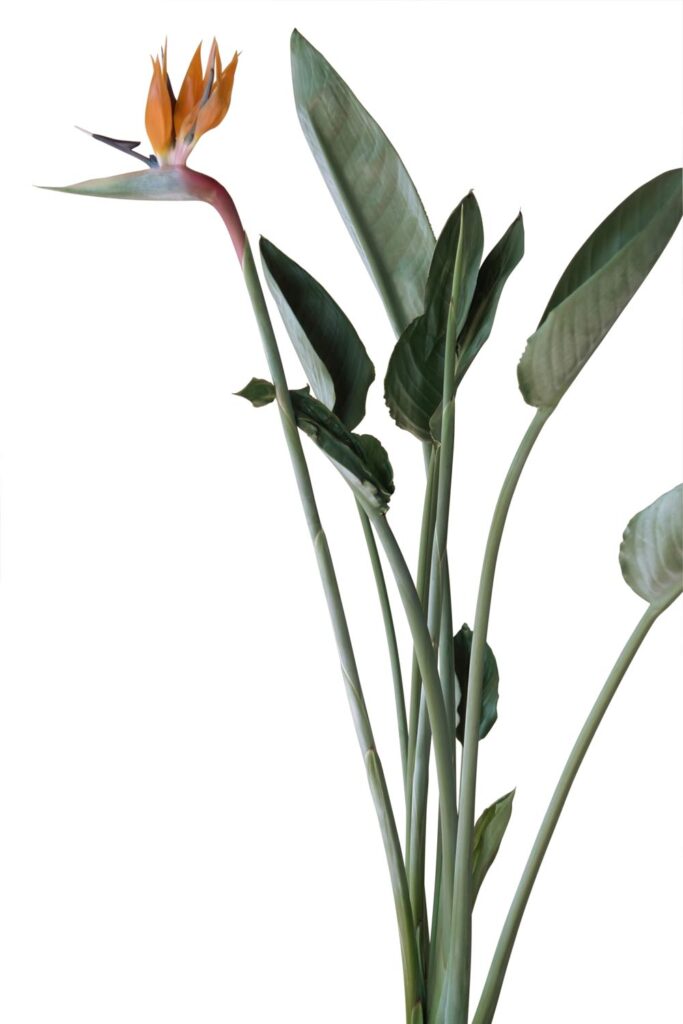 Large blooming indoor Strelitzia bird of paradise plant.
