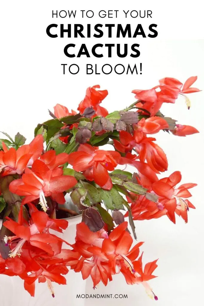 Schlumbergera holiday cactus blooming with many red flowers. Text on picture: How to get your Christmas cactus to bloom! Mod and mint dot com.