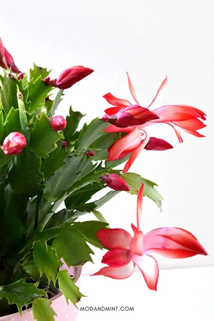 Holiday cactus growing large red flower buds and blooms.