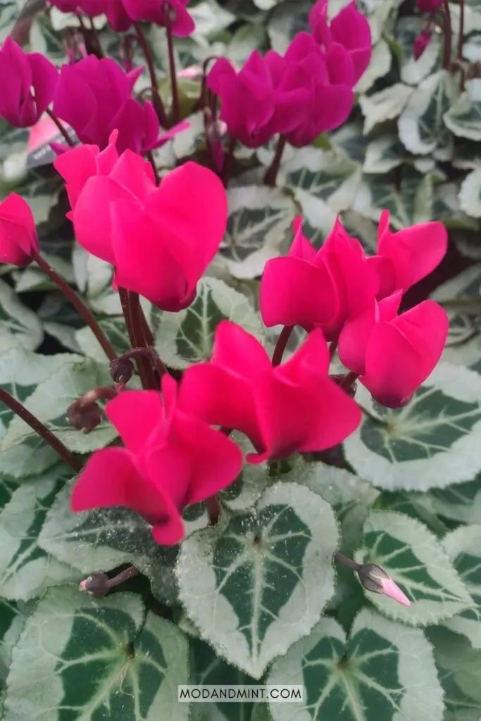 Close up of Cyclamen plant with variegated leaves and fushia pink flowers.