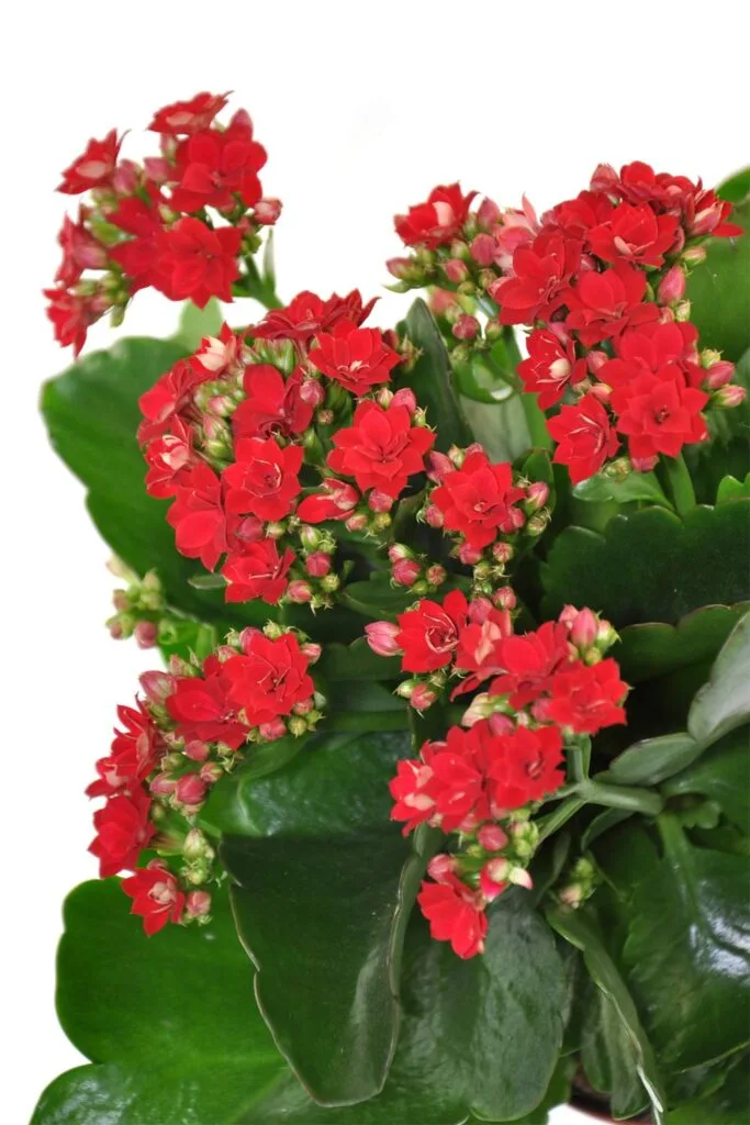 Kalanchoe succulent plant growing many red flowers.