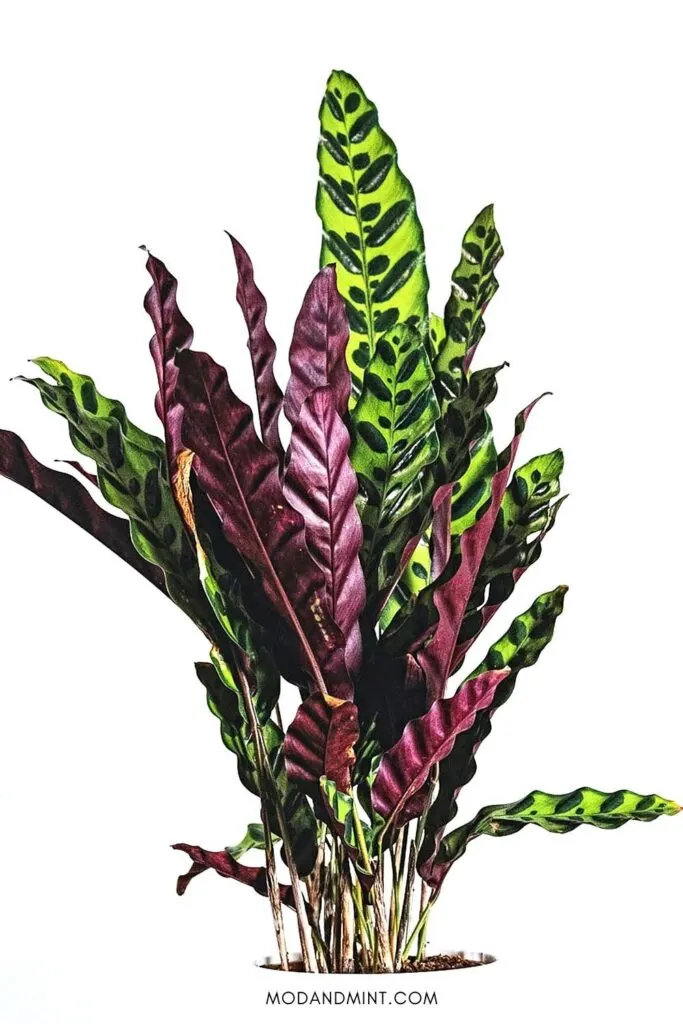 Large Calathea lancifolia with leaves pointing up showing the purple undersides.