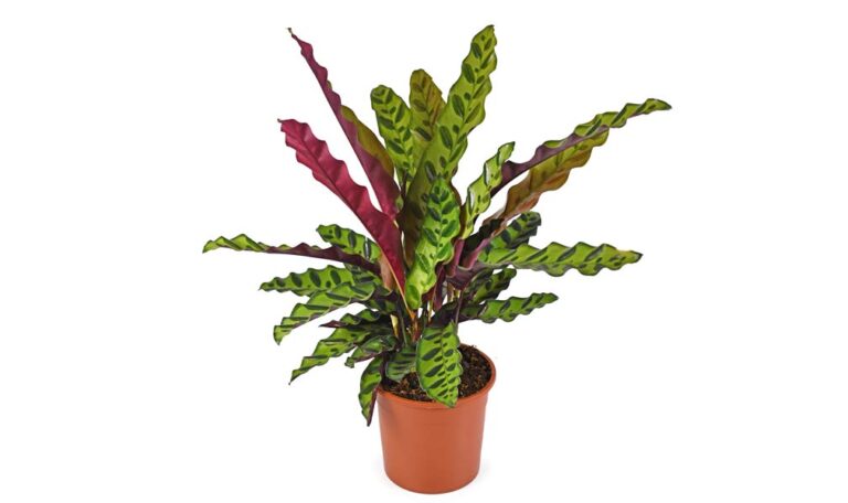 Large, healthy rattlesnake Calathea lancifolia plant.