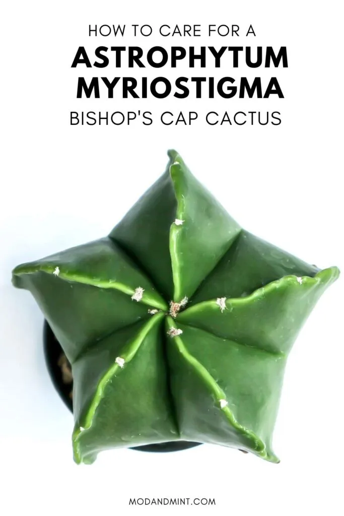 Astrophytum plant seen from above. Text on picture: How to care for a Astrophytum Myriostigma Bishop's cap cactus. Mod and mint dot com.