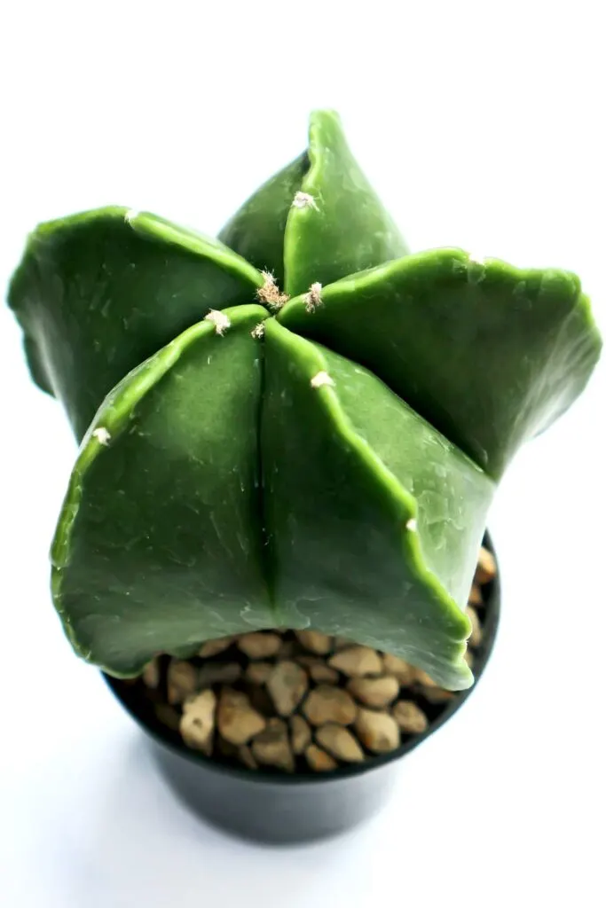 Smooth green Astrophytum myriostigma cactus plant.