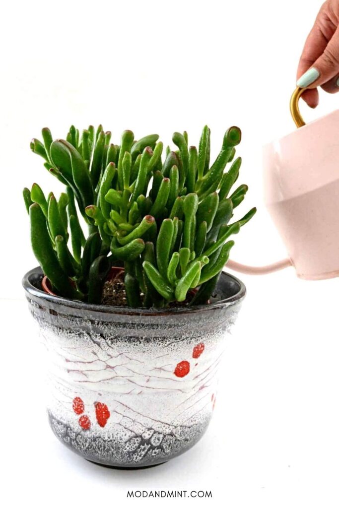 Crassula ovata gollum succulent plant being watered from a pink watering can.