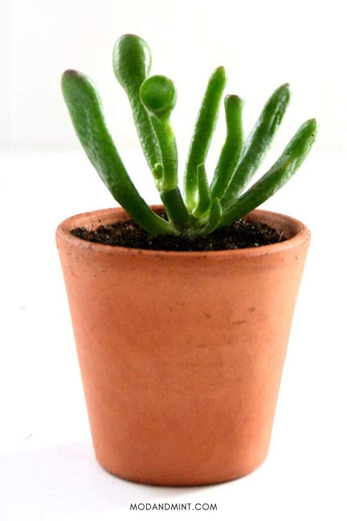 Crassula ovata gollum stem cutting propagating in soil in small clay pot.