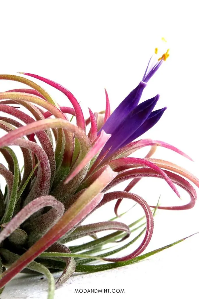 Blushing pink Tillandsia ionantha air plant growing purple flower.