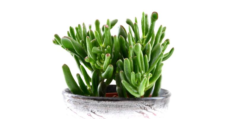 Large Gollum jade succulent plant.