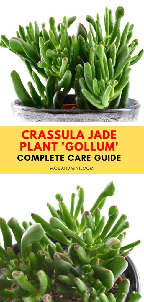 Large Gollum Jade succulent plants. Text in between photos: Crassula Jade plant 'Gollum' Complete care guide. Mod and mint dot com.