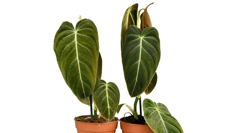 Two large Black gold Philodendron melanochrysum plants.