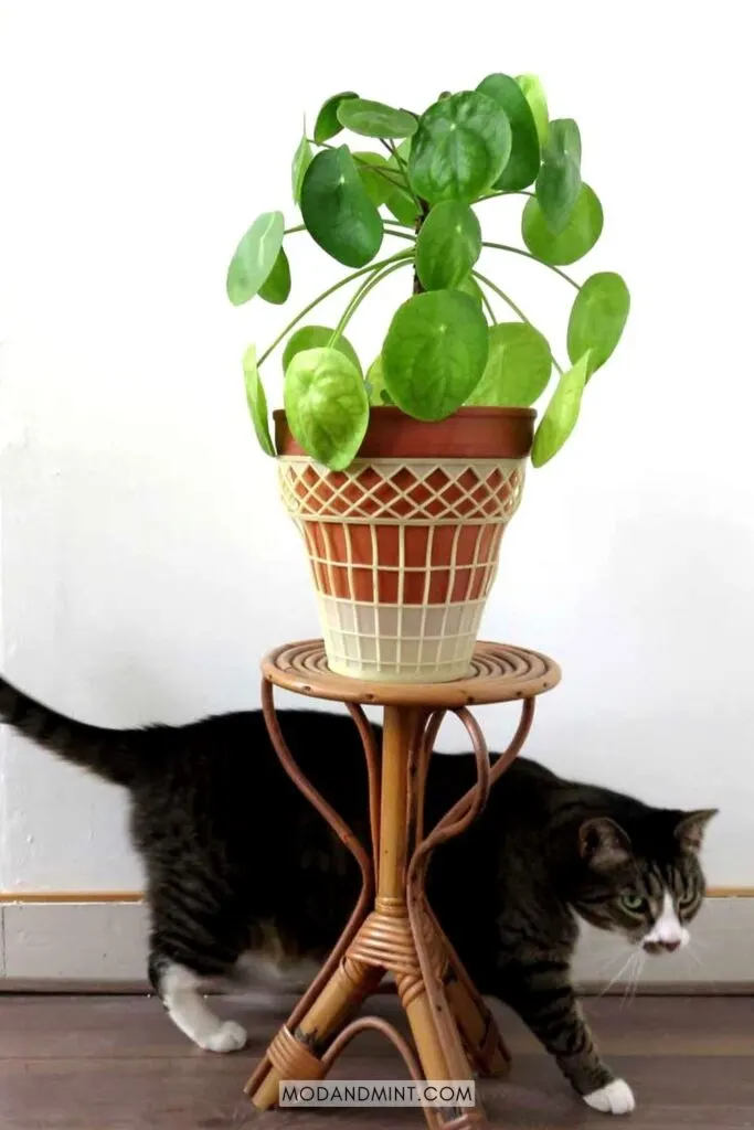 Cat walking past a wicker plant stand with large Pilea peperomioides on it.