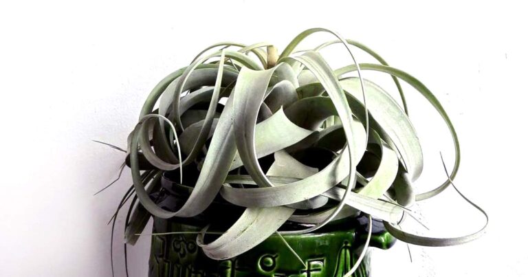 Large Tillandsia xerographica air plant.