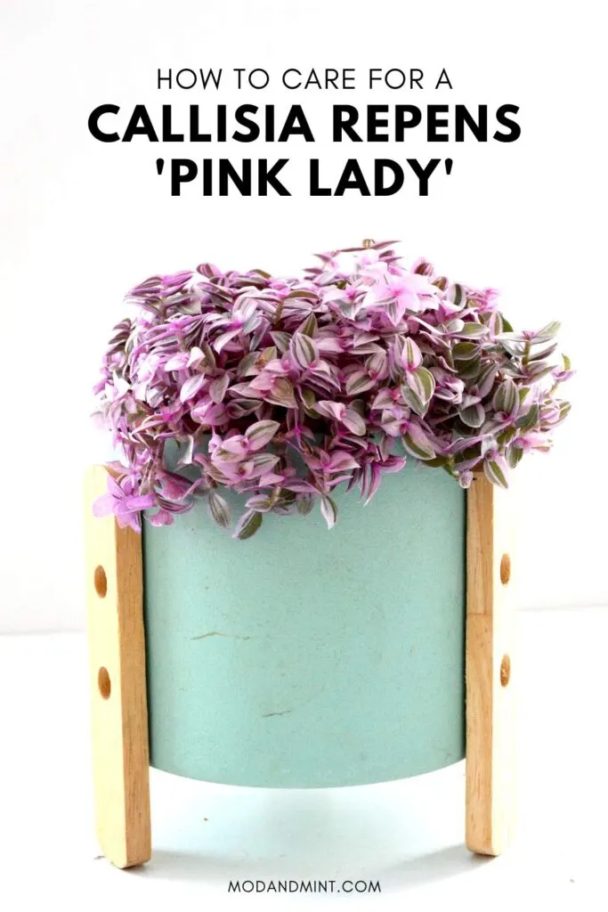 Callisia Pink Lady 4″ - Plantforsoul