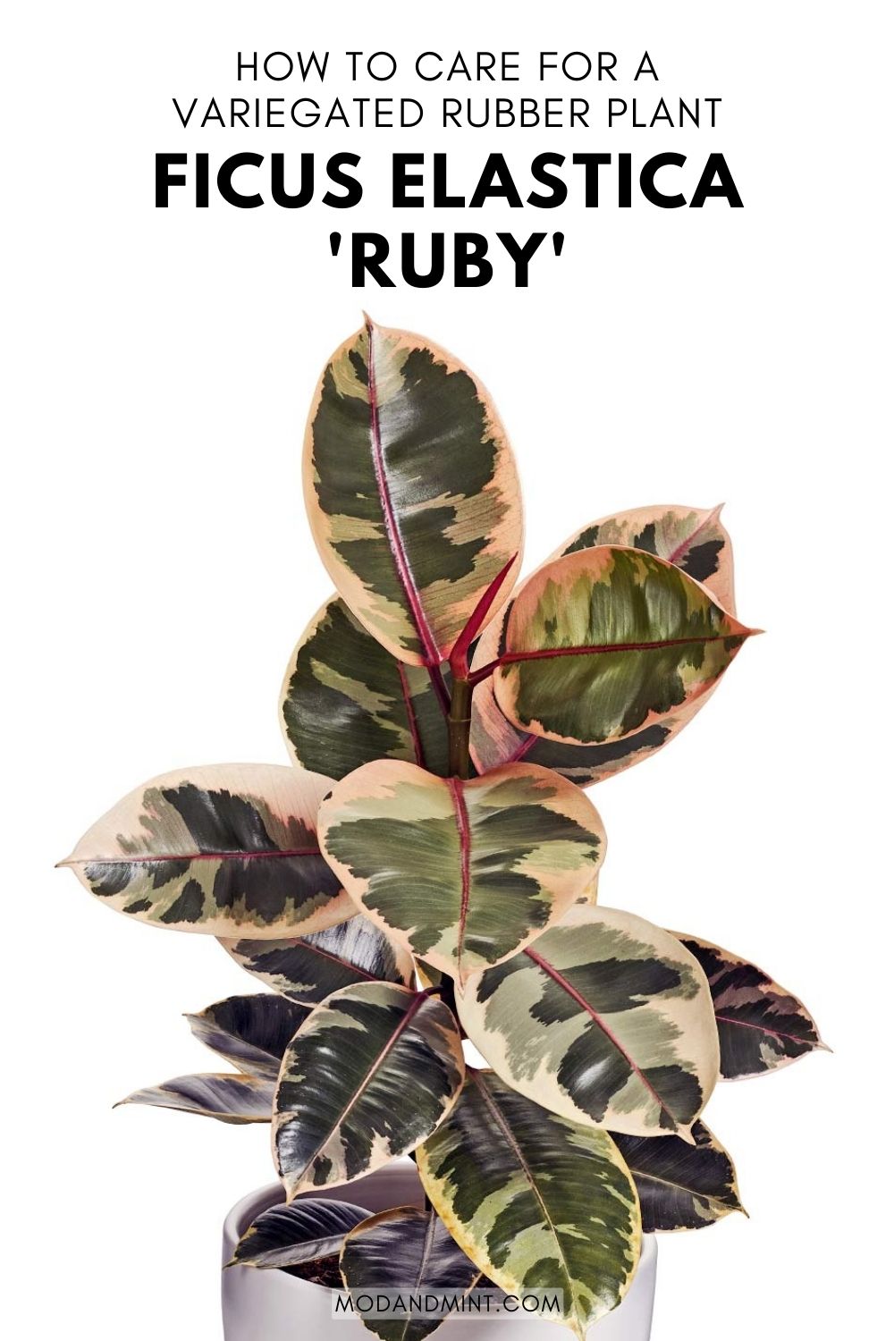 Pink Rubber Plant Care Guide (Ficus Elastica Ruby)