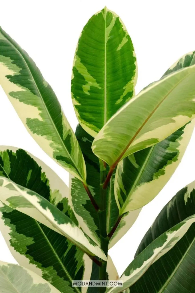 Variegated cream white and green leaves on a ficus elastica tineke rubber plant.
