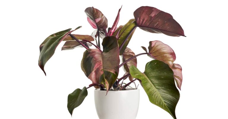 Large pink princess philodendron plant in white planter pot.