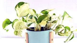 Pothos manjula plant in blue planter.
